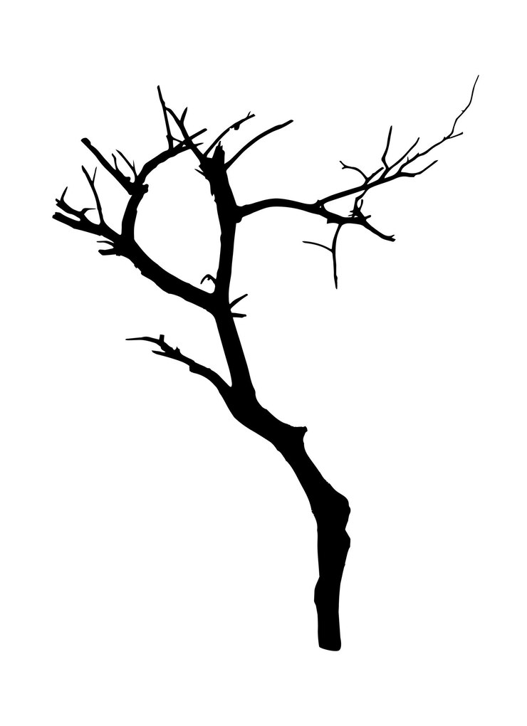 Silhouette di un albero secco senza foglie