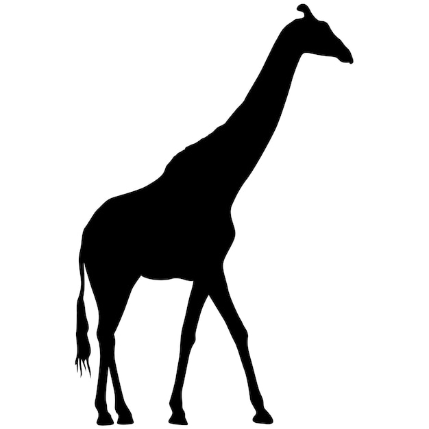 Silhouette di un'alta giraffa africana su sfondo bianco