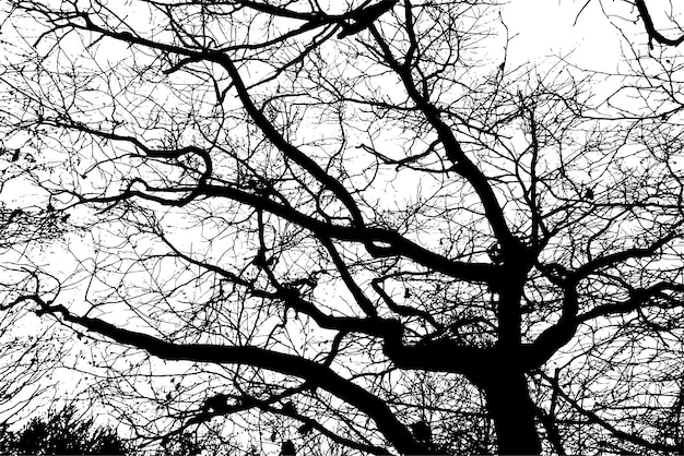 Silhouette di un ramo di albero su uno sfondo trasparente