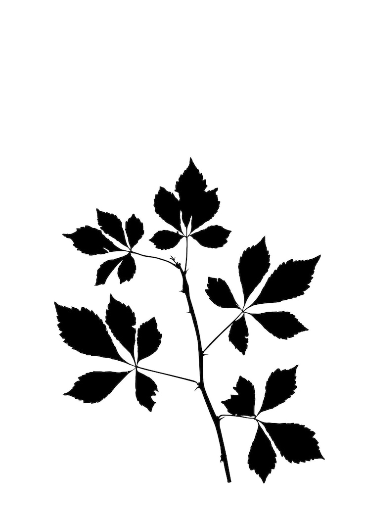 Vettore silhouette fiore pianta isolata su sfondo bianco illustrazione vettoriale in stile piatto