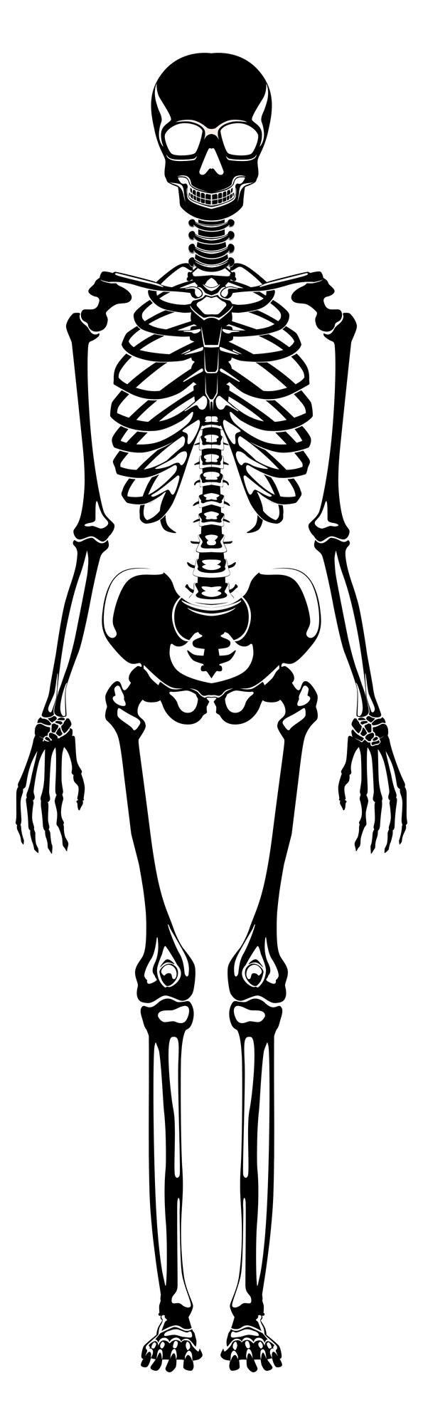 Vettore silhouette nera dello scheletro ossa umane illustrazione medica