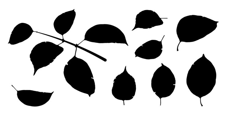 Vettore silhouette nere di foglie di albero isolate su foglie bianche d'autunno cadute dell'acero vettore