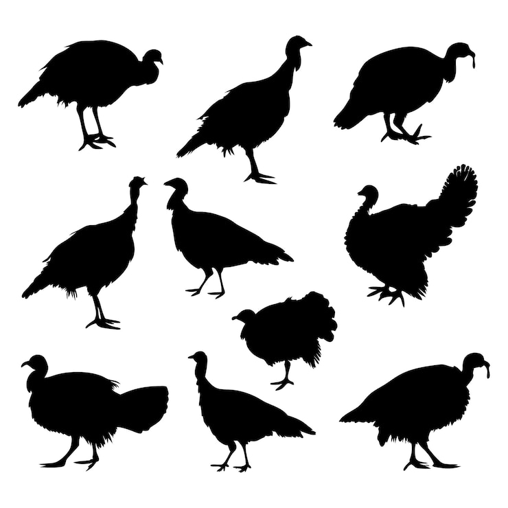 Vettore silhouetted turkeys thanksgiving poultry and fowl collection (collezione di pollame e pollame per il ringraziamento)