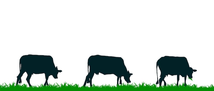 Vettore siluetta della mucca o mucca che pasce sul prato e che mangia l'illustrazione di vettore dell'erba verde