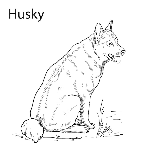 Siluetta di vettore disegnato a mano di un husky per la progettazione di poster di banner