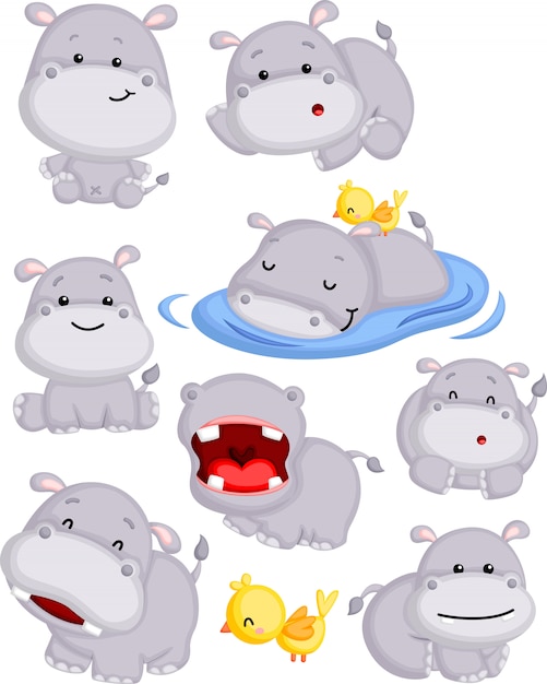 simpatico ippopotamo in pose