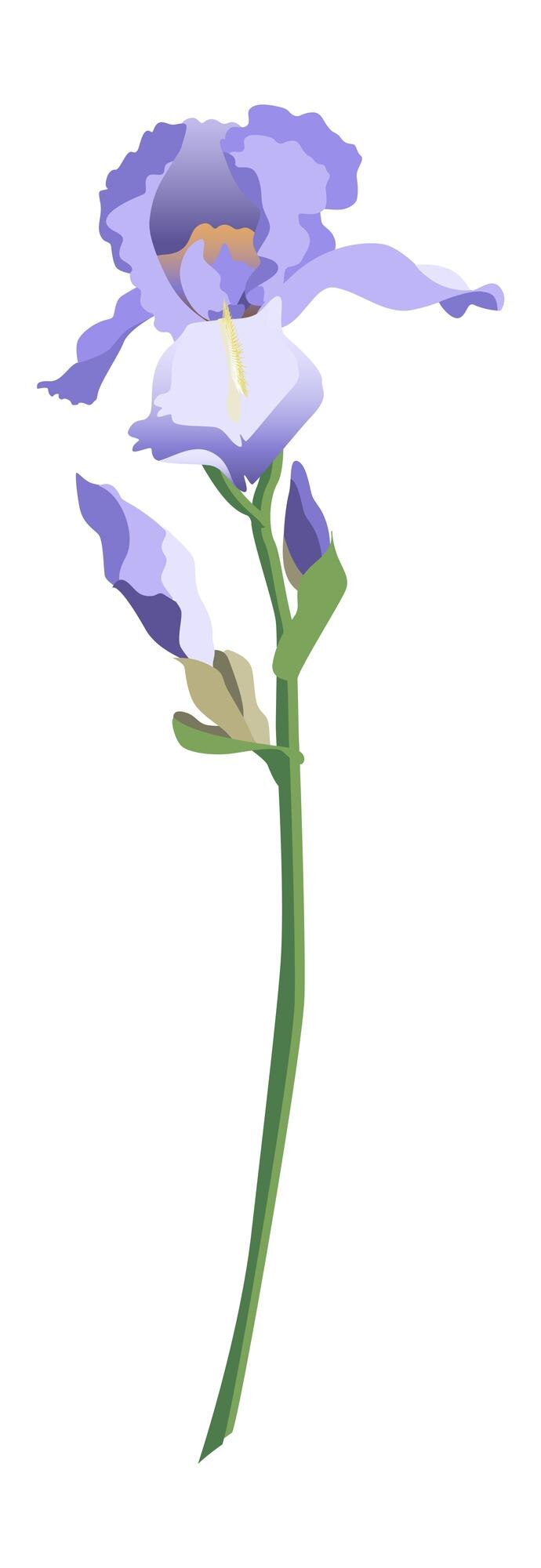 Vettore singolo fiore di iris blu su uno stelo con boccioli isolati su sfondo bianco