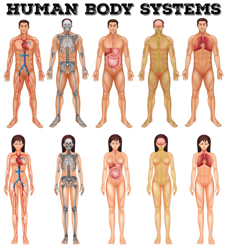 Vettore sistema corpo di illustrazione di uomo e donna