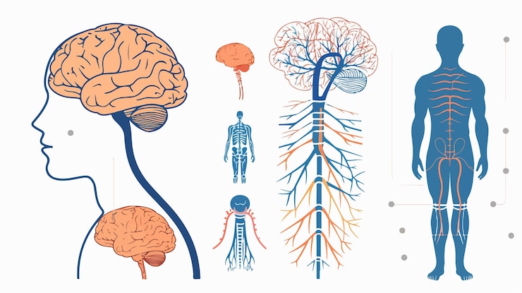 Vettore sistema nervoso umano dettagliato con cerebello cerebrale e anatomia del midollo spinale