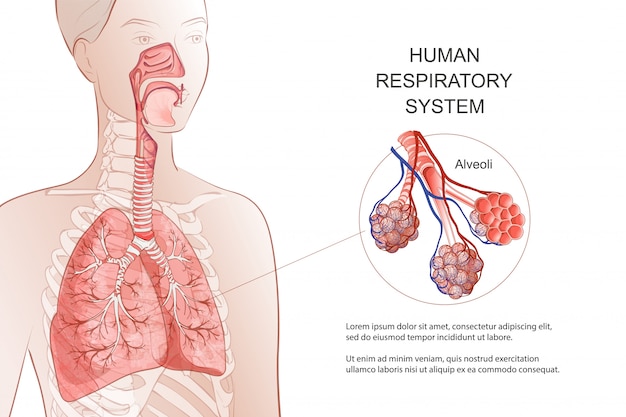 Sistema respiratorio umano, polmoni, alveoli. Diagramma medico. Anatomia dell'acceleratore nasale all'interno della laringe. Respiro, polmonite, fumo. Illustrazione di anatomia Sanità e medicina infografica.