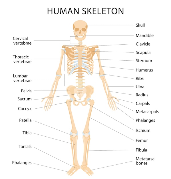 Sistema scheletrico umano con scritte di infografica ossa su sfondo bianco. Ossa gialle realistiche degli arti o del cranio, tronco con colonna vertebrale e costole. Vista frontale del sistema scheletrico isolato. Vettore