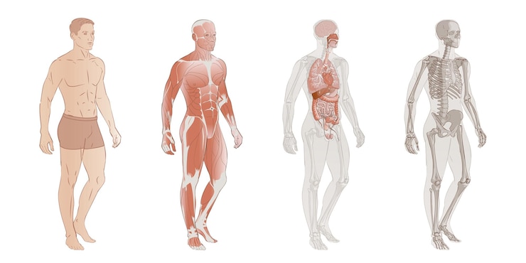 Vettore sistemi del corpo umano sistemi scheletrici muscolari organi interni e parti schede di anatomia educativa poster illustrazione vettoriale diagramma immagine isolato a figura intera dell'uomo maschio