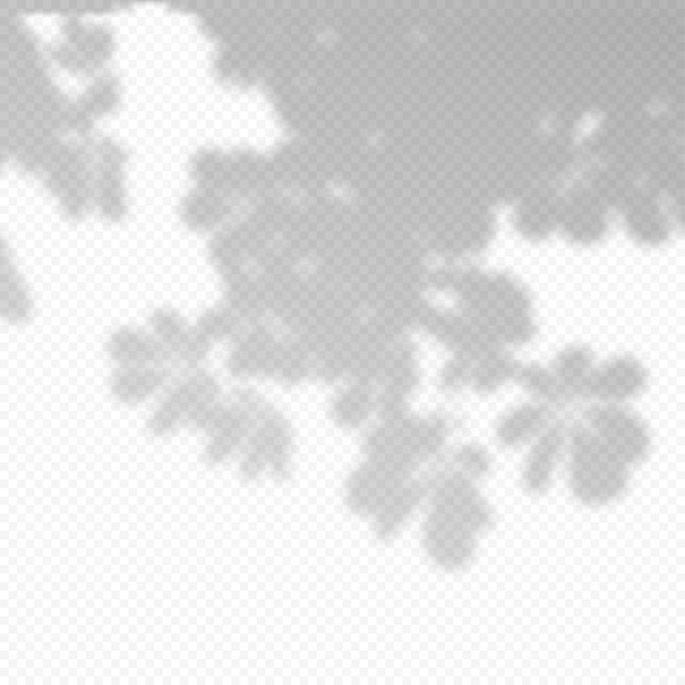 Sovrapposizione trasparente realistica di vettore blured ombra di foglie di ramo. Elemento di design per presentazioni e mockup. Effetto di sovrapposizione dell'ombra dell'albero.