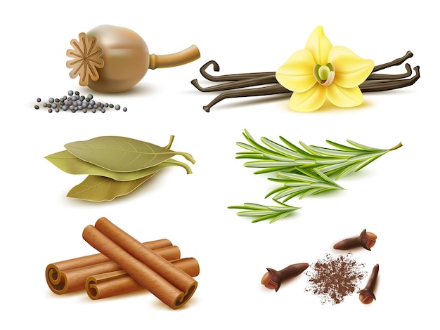 Spezie ed erbe realistiche Elementi naturali isolati ingredienti secchi e freschi semi di papavero rametti di rosmarino bastoncini di cannella baccelli di vaniglia e fiore foglia di alloro e set vettoriale di chiodi di garofano secchi