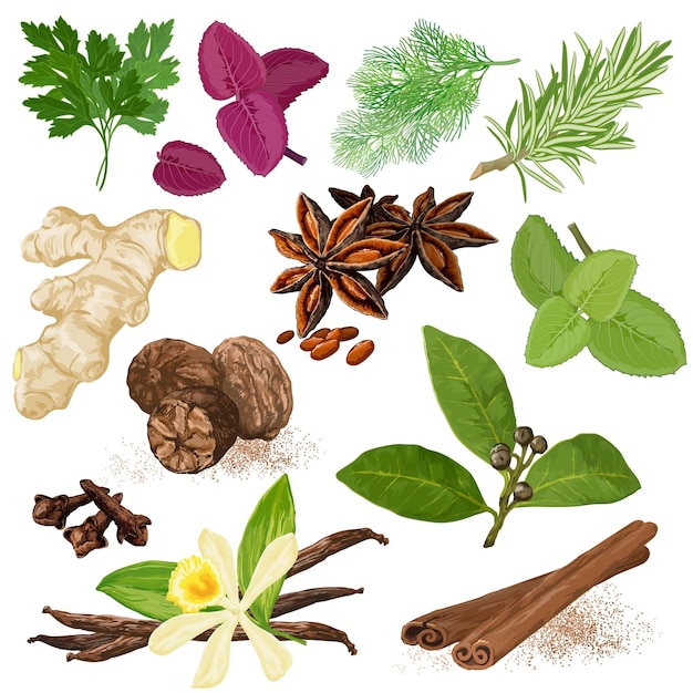 Spezie. set di icone del menu. Aneto, prezzemolo, coriandolo, rosmarino, maggiorana, basilico, menta, alloro, vaniglia, chiodi di garofano, cannella, anice stellato, zenzero e noce moscata simboli realistici disegnati a mano.