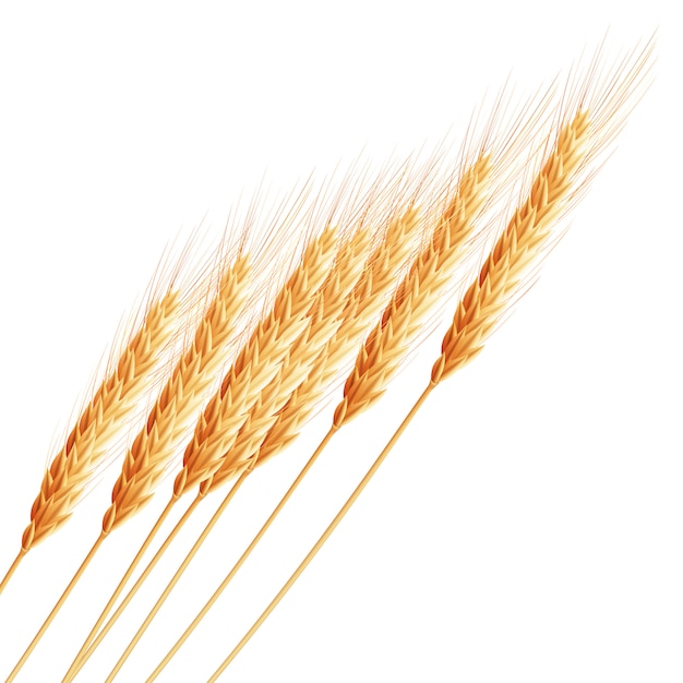 Spighe di grano con spazio per il testo.