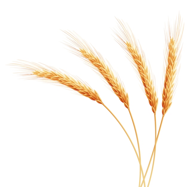 Spighe di grano con spazio per il testo.