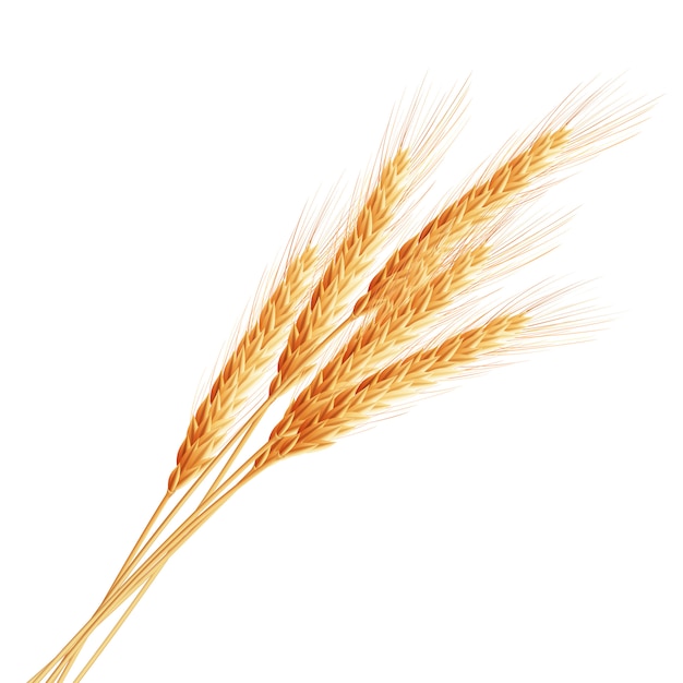 Spighe di grano con spazio per il testo.