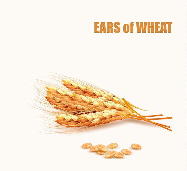 Spighe di grano. illustrazione.