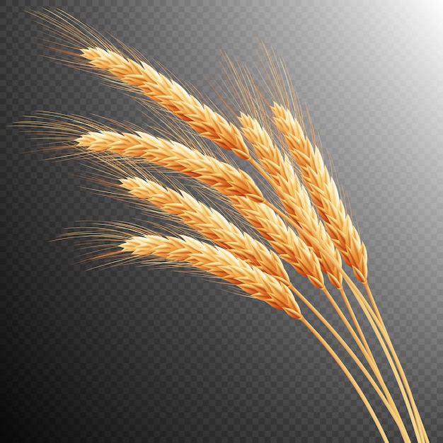 Spighe di grano isolate.