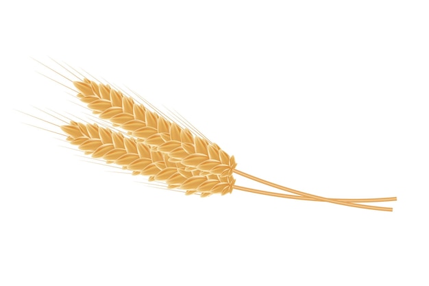 Spighe di grano realistico su sfondo bianco.