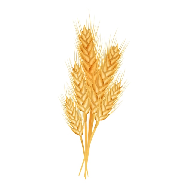 Spighette di grano mature e grani isolati su sfondo bianco Illustrazione vettoriale