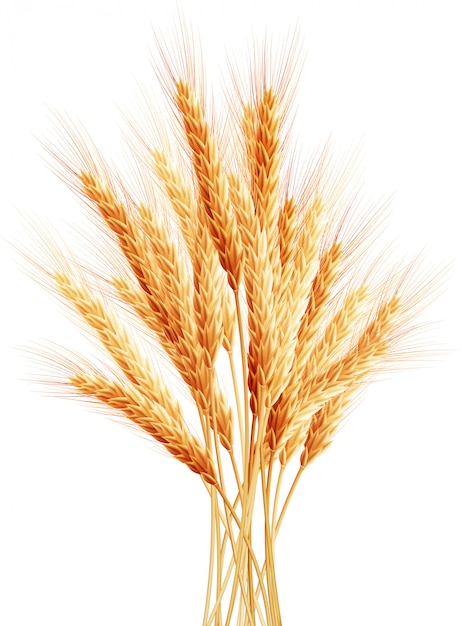 Steli di spighe di grano.