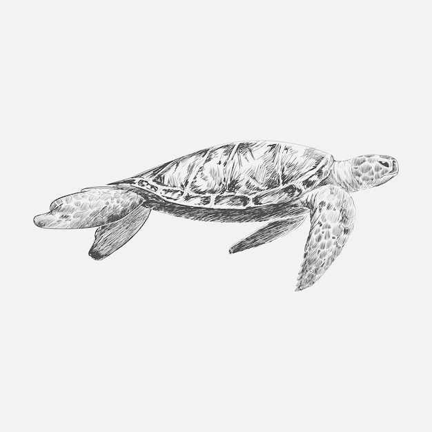 Stile di disegno dell&#39;illustrazione della tartaruga