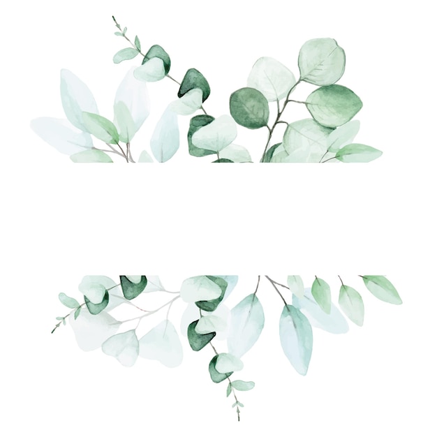 stock illustrazione acquerello disegno cornice di foglie di eucalipto