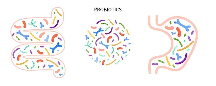 Vettore stomach intestines probiotics diverso microbioma colorato e microbiota bifidobacterium e lactobacillus supplemento ad elementi vettore di salute gastrointestinale cartone animato illustrazione isolata