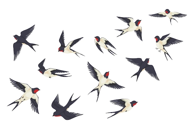 Stormo di uccelli in volo. Rondini disegnate a mano del fumetto in lotta con diverse pose, illustrazione per bambini isolato su bianco. Insieme di vettore di immagine colorata libertà rondine gruppo