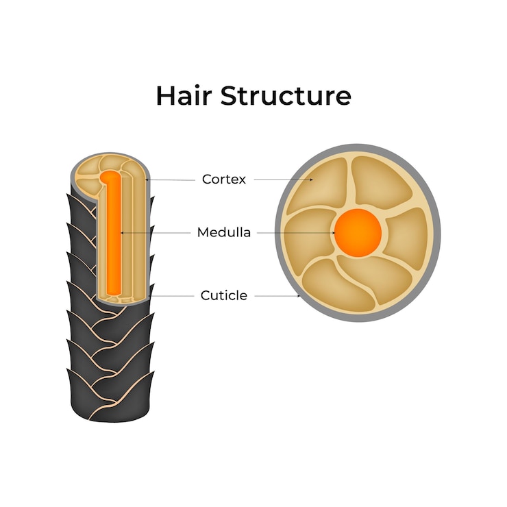 Vettore struttura dei capelli diagramma di progettazione illustrazione vettoriale