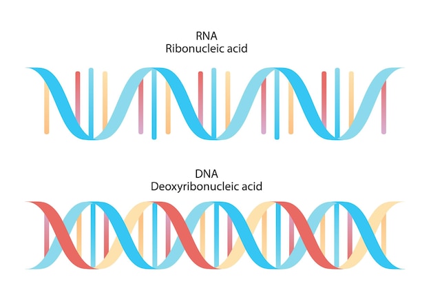 Struttura del DNA. Cartella clinica.