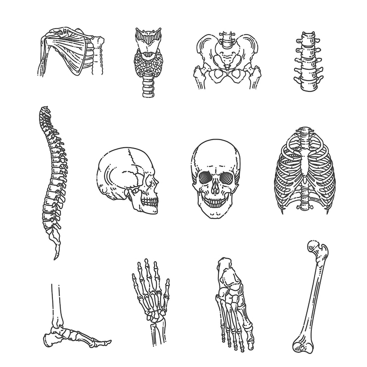 Vettore struttura dello scheletro umano articolazioni pelviche della gabbia toracica della colonna vertebrale del cranio