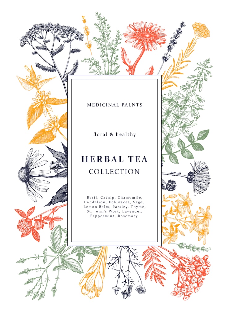 Vettore struttura di erbe medicinali disegnata a mano a colori. fiori, erbacce e schizzi di prati. modello vintage per tè, cosmetici, medicinali o imballaggi. sfondo botanico con elementi floreali