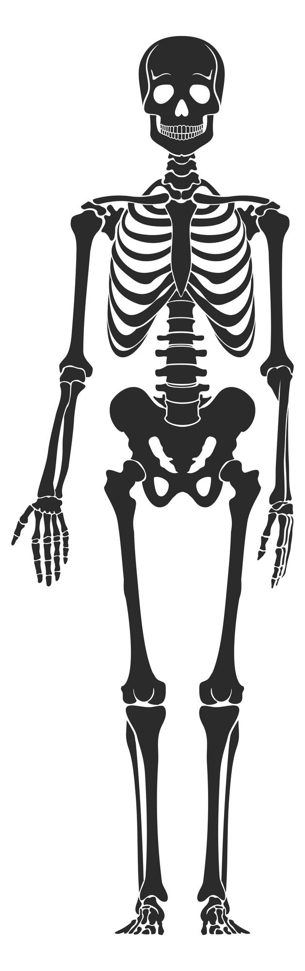 Vettore struttura ossea umana sagoma scheletro nera illustrazione medica