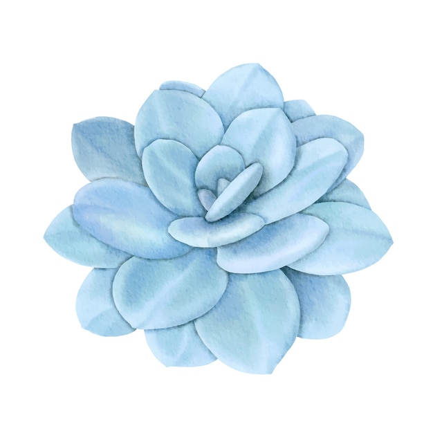 succulente echeveria laui pittura digitale blu