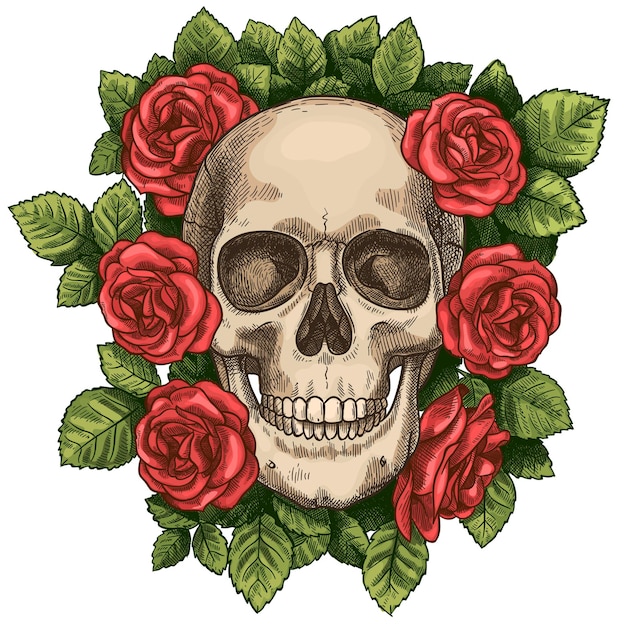 Teschio e rose. Testa di scheletro morto e fiori rossi, grafica tatuaggio gotica disegnata a mano. Simbolo di vettore di schizzo di morte di halloween spaventoso dell'annata. Fiore colorato e fogliame verde intorno alla testa