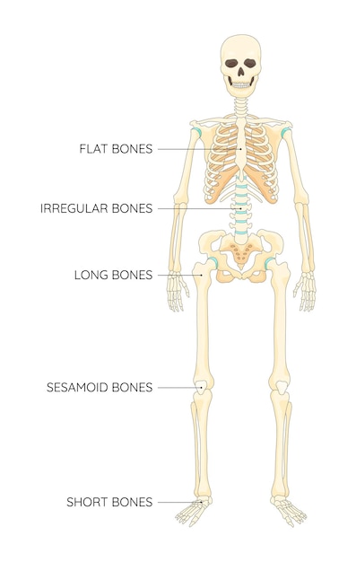 Tipi di ossa scheletro diagramma anatomico educativo posizione delle ossa e titoli esempio etichettato schema educativo diagramma di contorno anatomico illustrazione vettoriale medica educativa