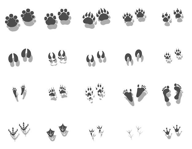 Tracce di animali e esseri umani Tracce con ombra Tutorial per il disegno vettoriale delle impronte dei piedi