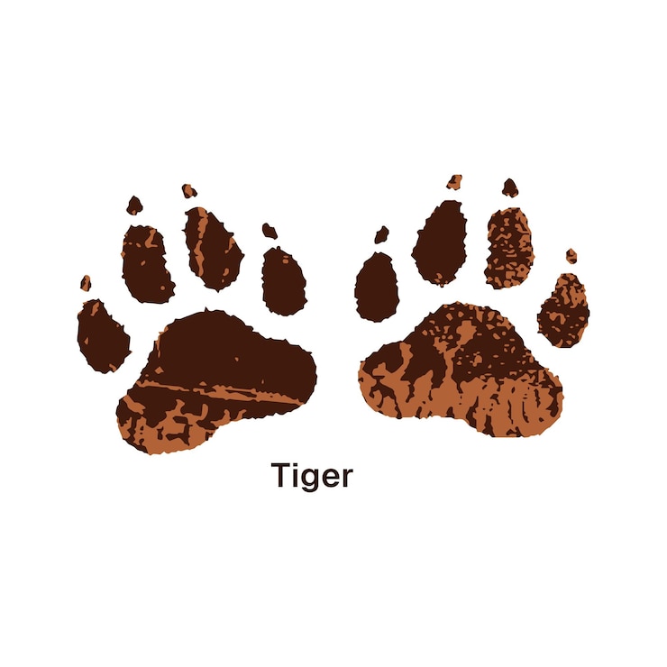 Vettore tracce di icona di tigre stampa di zampa di grande gatto con iscrizione tracce di predatori della giungla sul suolo zanne di animali selvatici silhouette tracce di impronte flat illustrazione vettoriale isolata su sfondo bianco