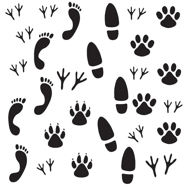 Tracce di uomo uccelli animali