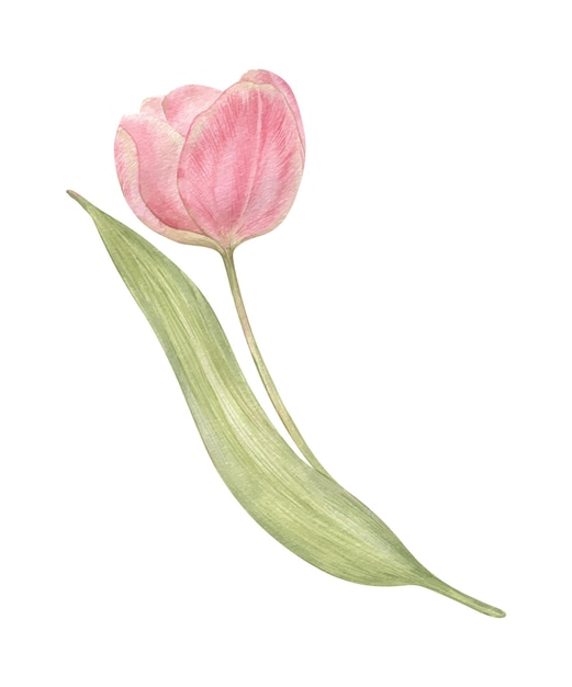 Tulipani di fiori rosa disegnati a mano ad acquerello in stile vintage Illustrazione botanica isolata