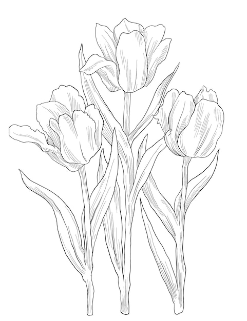 Tulipani di pappagallo rosso illustrazione di schizzi digitali