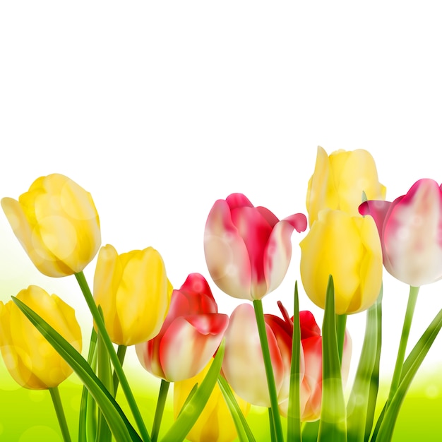 Tulipani freschi isolati su sfondo bianco.