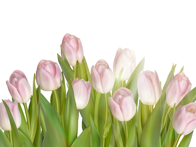 Tulipani isolati su bianco.