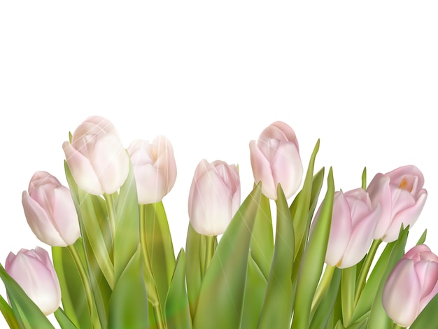 Tulipani isolati su bianco.