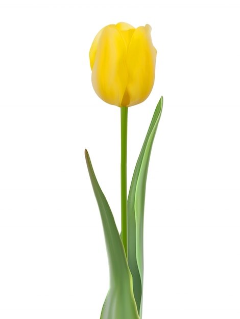 Tulipano isolato su bianco