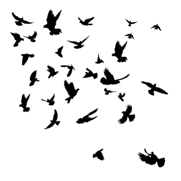 Uccelli di volo della siluetta di vettore isolati su priorità bassa bianca