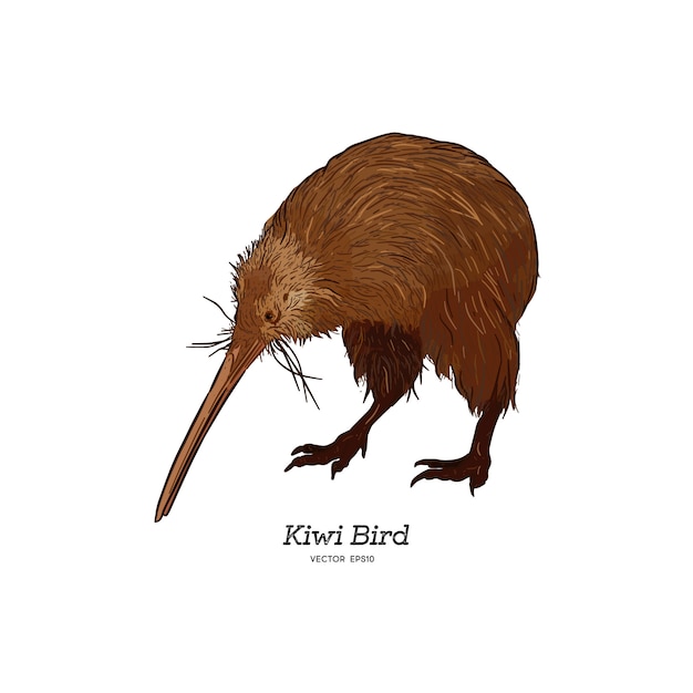 Uccello del Kiwi di Brown dell&#39;isola del nord, illustrazione.